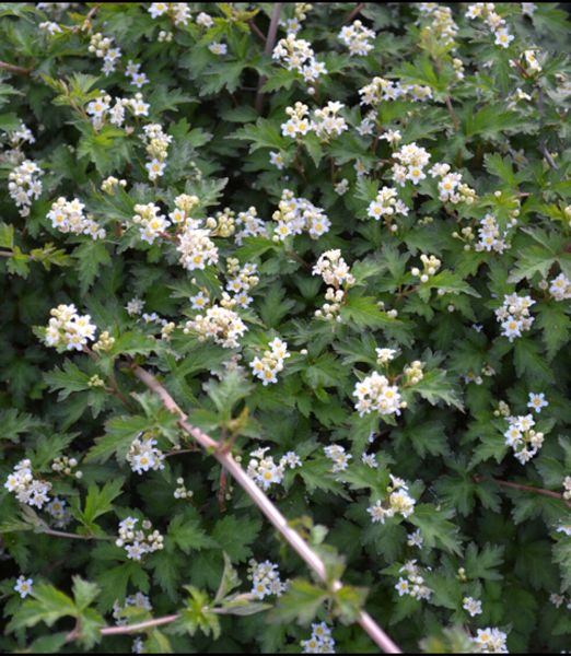 Stephanandra incisa 'Crispa'